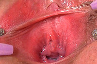 Paypal Signup Gape My Pussy s2