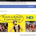Americankittens Passwords Free
